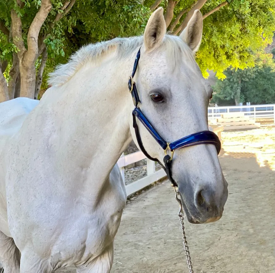 The Revolution Cobalt Blue Leather Halter